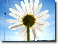 Vzpom�nky na bab� l�to