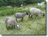 ove�ky na Pustevn�ch