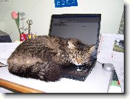 kocourek p�i pr�ci:)