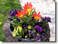 jaro v na�� zahrad�