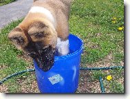 Monty - americk� akita