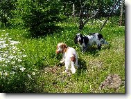 na�e toulky zahradou