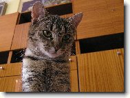 Ty nev�,�e ko�ky maj� v�dycky navrch?