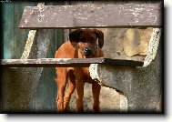 Schov�van� . . .