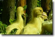 babi��iny ka�ky