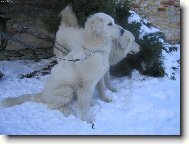 Cyril z Borov�ho Hr�dku