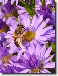 filalov� chutn� nejl�pe