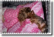 Krist�nka a Delinka