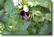 V�el� medv�dek