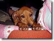 Bad�k �erstv� po probuzen� :o)