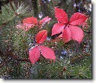 ZELEN� A �ERVEN�