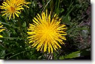 Slovensk� pampeli�ka