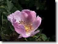 ��pkov� R��enka