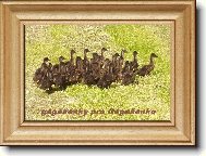 p��n� k sv�tku