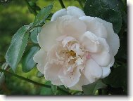 detail b�l� r��e