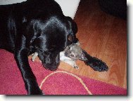 Labradorka Eli�ka a jej� n�padn�k Jimmy