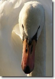 Portr�t v b�l�m