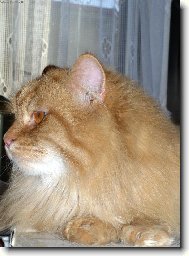 oby�ejn� ko�ka