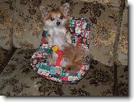 bezpe�nost p�edev��m