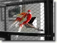 Rozela pestr�-rub�no