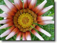 Pohlt� v�s svou kr�sou...