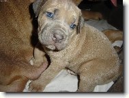 �t�n�tko cane corso