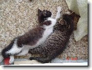 Polud�aj�ia  siesta