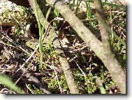 Je�t�rka obecn�