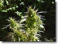 kudy roste tam l���