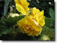 U babi�ky a d�dy