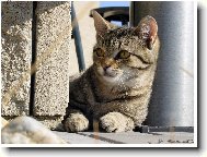 DOKONAL� ZAUJET�