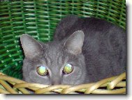 komu se nelen�,tomu se zelen�