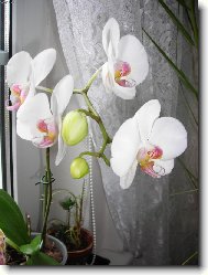 Radost z p�stov�n�