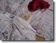 M�am,sn�dan� do postele