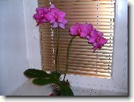 mamin�ina orchidej