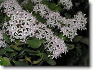 Kvetouc�  tlustice