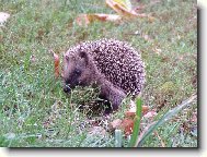 Je�ek na n�v�t�v�...