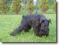 Quen p�i focen�..........