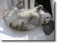 To je jen moje �idle!