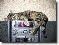 Micka p�i poslechu r�dia