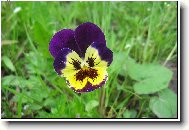 kr�sn� n�m to u n�s na zahr�dce kvete!