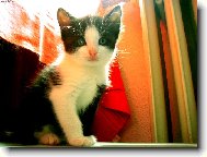 Ko�i�� miminko