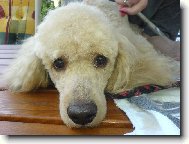 Max��ek p�i �es�n�