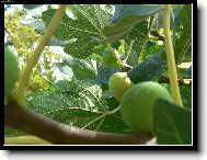 Dozr�vaj�c� f�ky