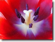 Pan Tulip�n