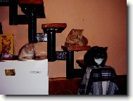 co bude k ve�e�i?