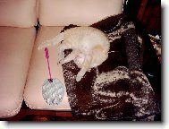 mouchy sn�zte si m�