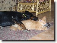 A to jsem si myslela, �e kdy� m� ko�ku, tak nebude chr�pat