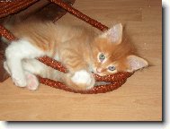 �estined�ln� kocourek