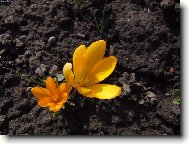 �afr�n Zlatokv�t�